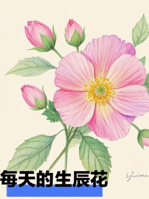 每天的生辰花每天的生辰花